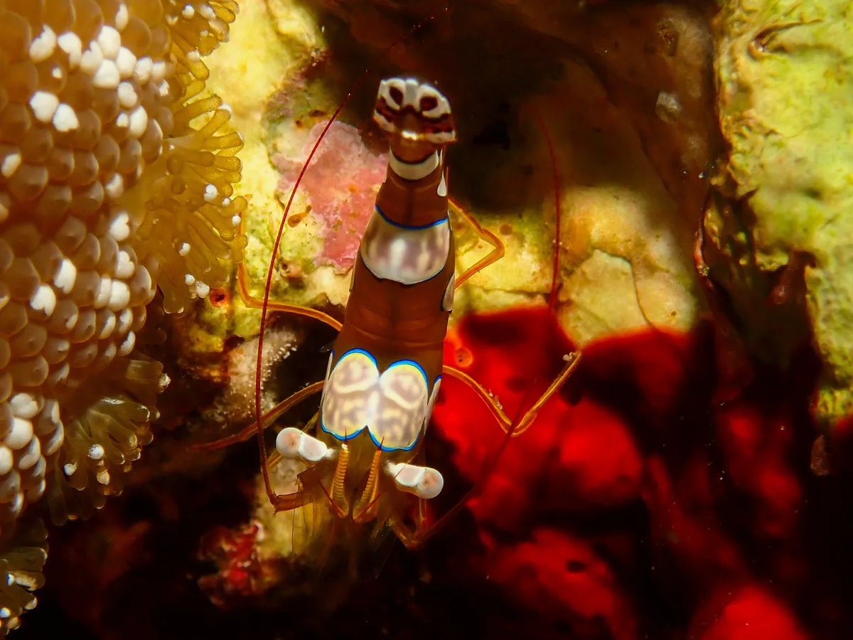Sexy Shrimp