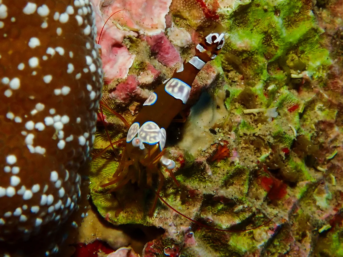 Sexy Shrimp