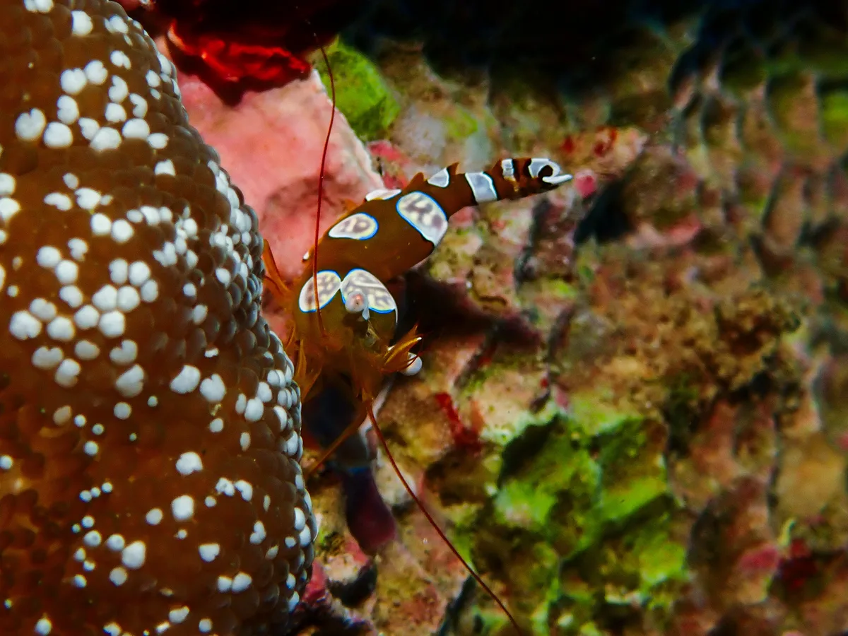 Sexy Shrimp
