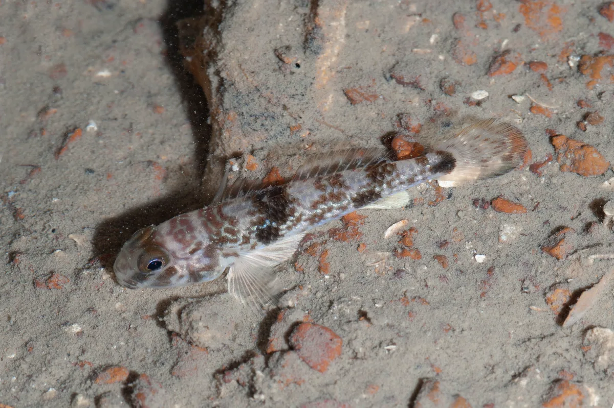 Shadow goby (Acentrogobius nebulosus)