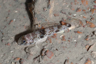 Shadow goby (Acentrogobius nebulosus)