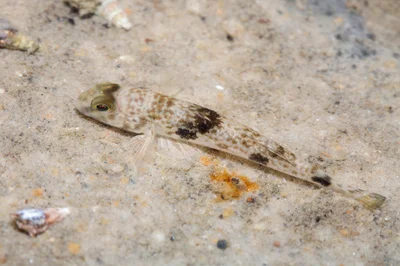 _Z2A4256 Yongeichthys nebulosus