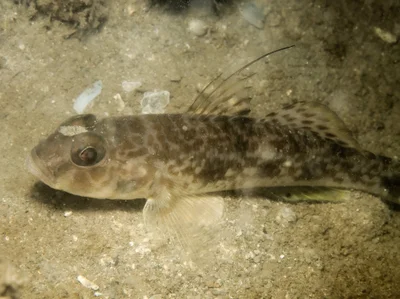 Yongeichthys nebulosus