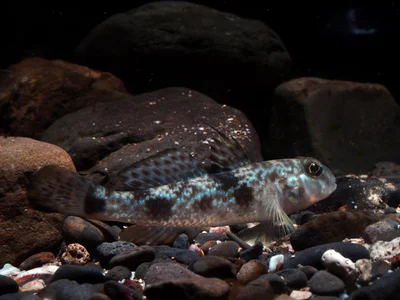 Yongeichthys nebulosus (Forsskål, 1775)