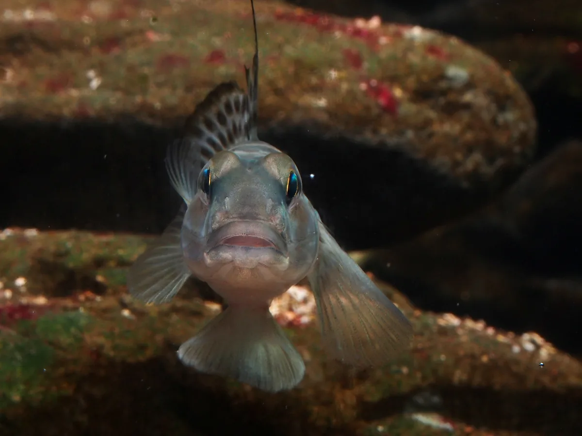 Yongeichthys nebulosus (Forsskål, 1775)