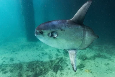 Masturus lanceolatus - Phil Foster Park, Riviera Beach, FL, US