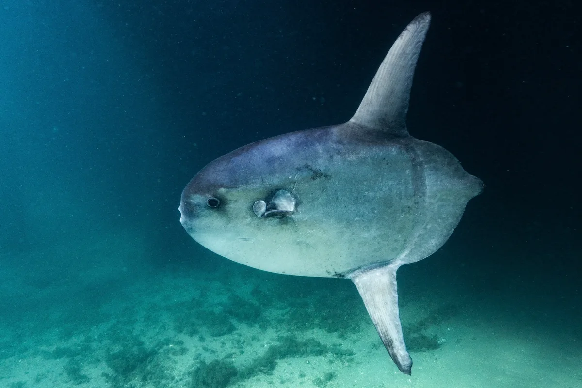 Masturus lanceolatus - Phil Foster Park, Riviera Beach, FL, US