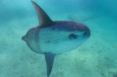 Masturus lanceolatus - Phil Foster Park, Riviera Beach, FL, US