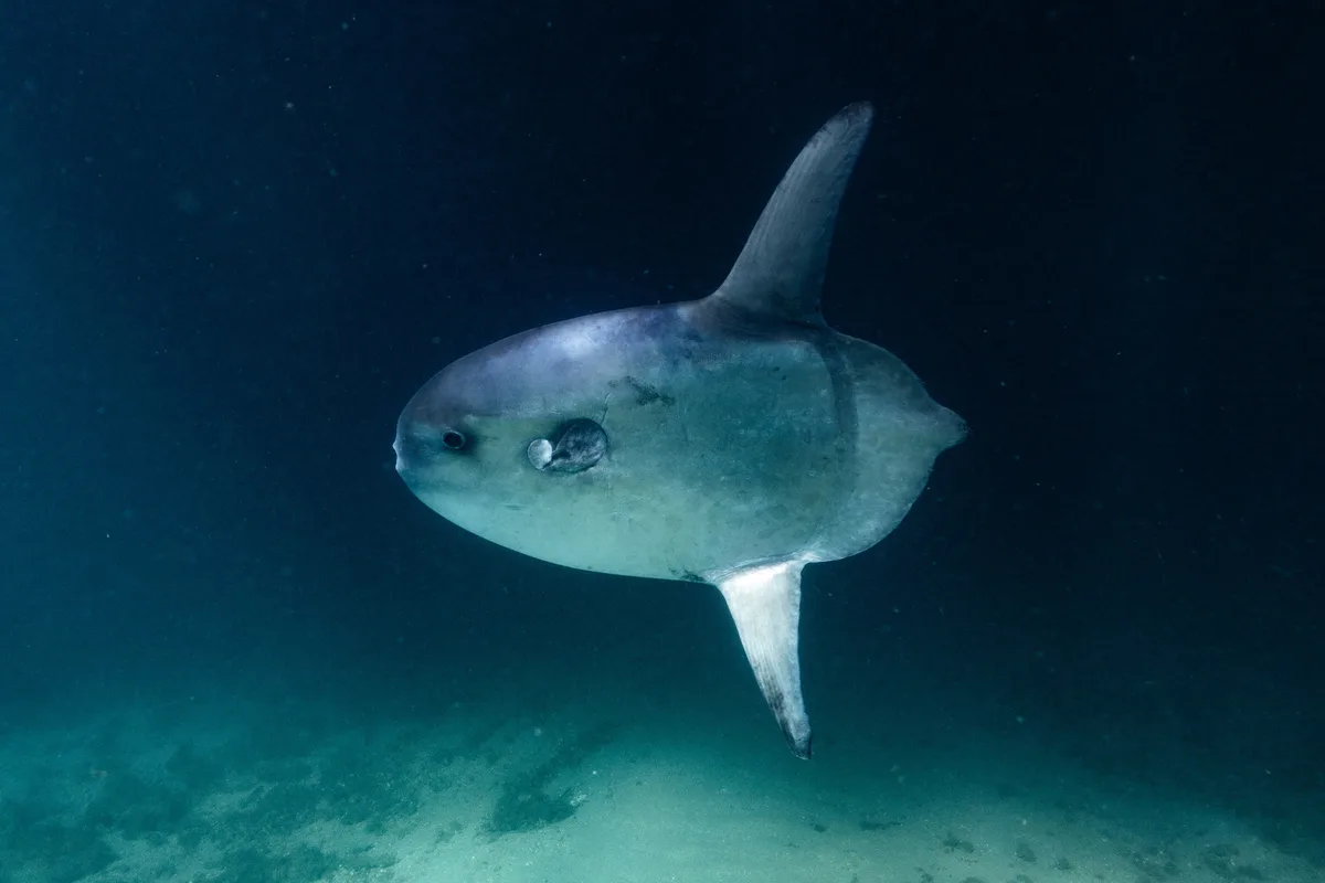Masturus lanceolatus - Phil Foster Park, Riviera Beach, FL, US