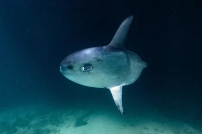Masturus lanceolatus - Phil Foster Park, Riviera Beach, FL, US