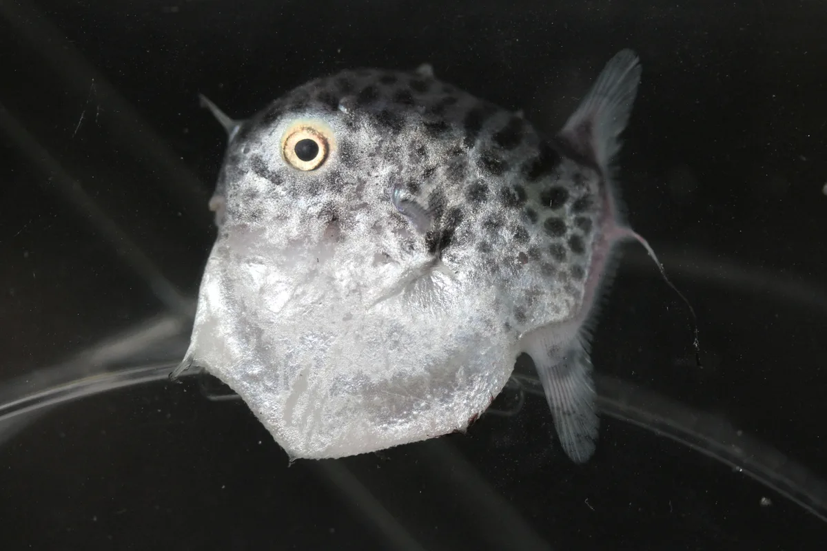Masturus lanceolatus