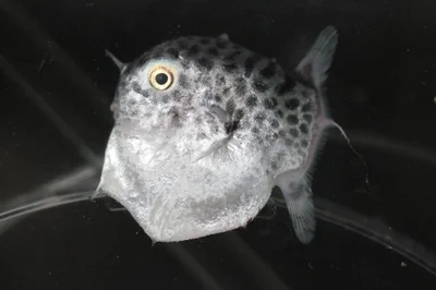 Masturus lanceolatus