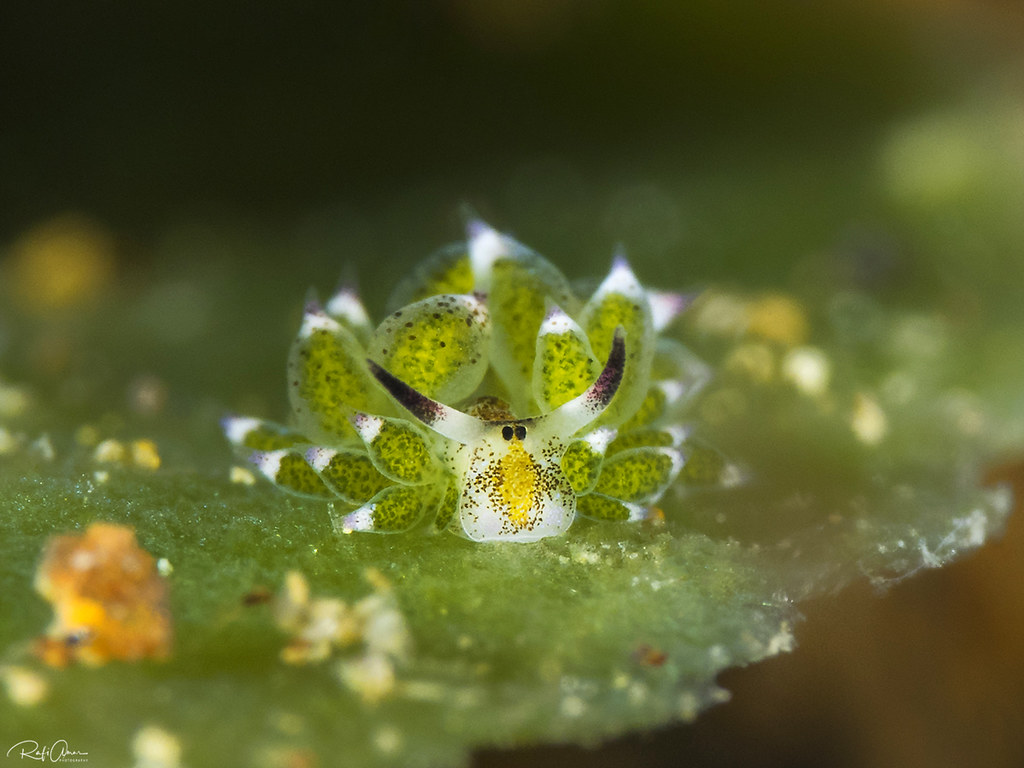 Sheep Nudibranch - Costasiella kuroshimae