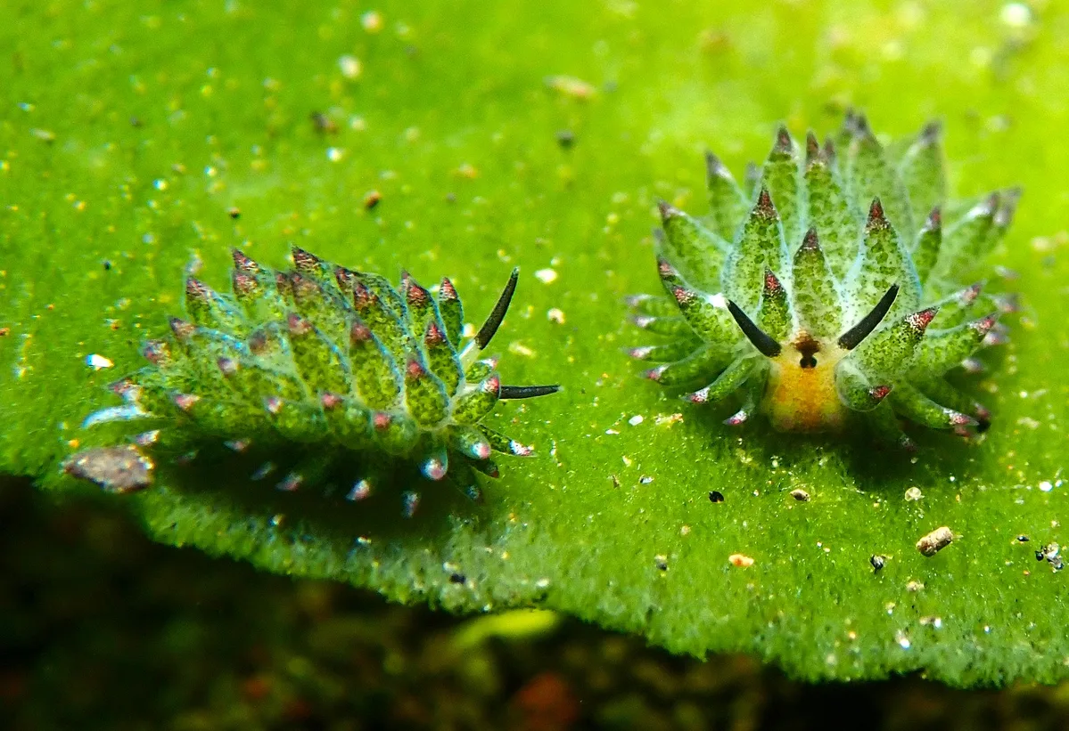 Costasiella kuroshimae