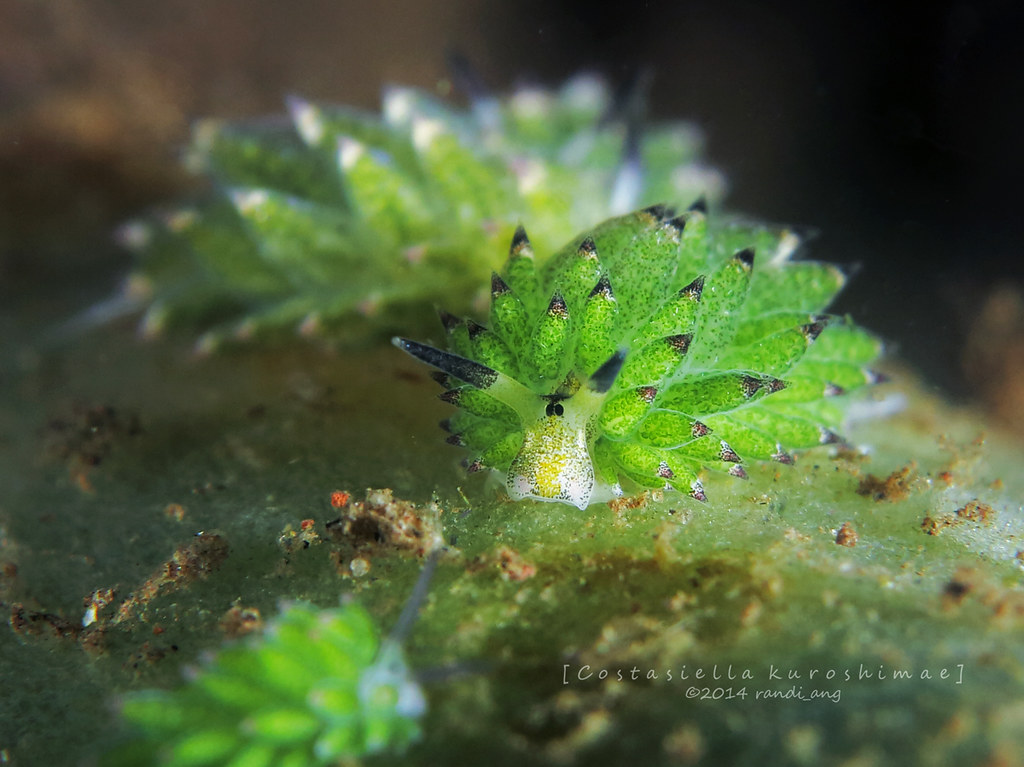 Costasiella kuroshimae