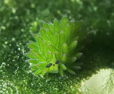Costasiella kuroshimae