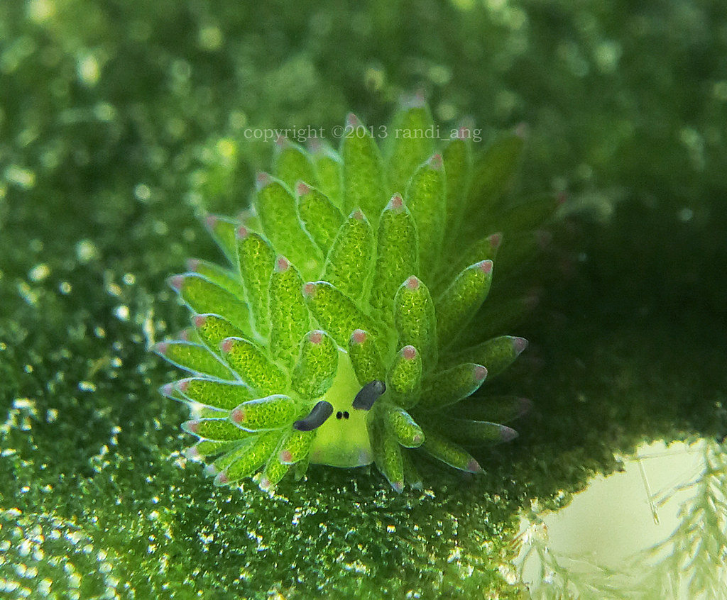 Costasiella kuroshimae
