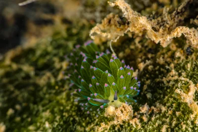 Costasiella Kuroshimae