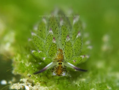 Costasiella kuroshimae
