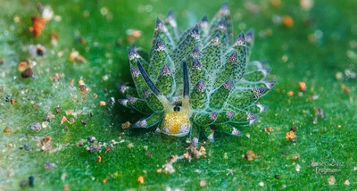 Costasiella kuroshimae. Tulamben. Bali.