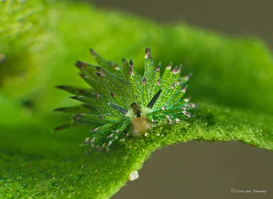 Costasiella kuroshimae