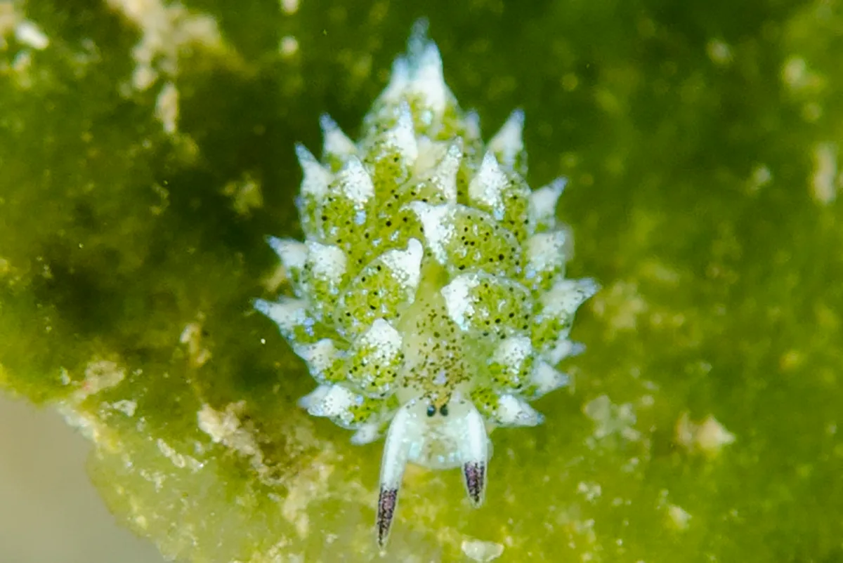 Costasiella kuroshimae - Díli, Timor-Leste