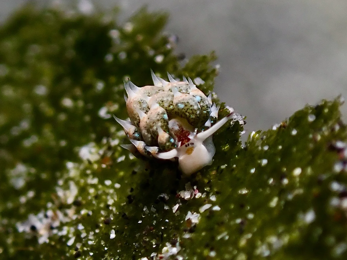 Costasiella kuroshimae - Hawaii County, HI, USA