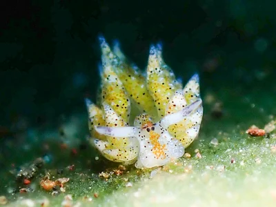 Costasiella kuroshimae - Karang Asem, ID-BA, ID