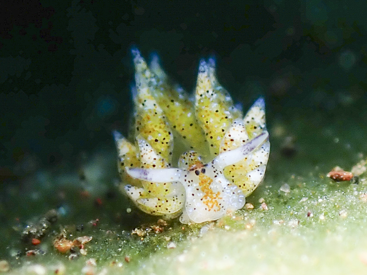 Costasiella kuroshimae - Karang Asem, ID-BA, ID