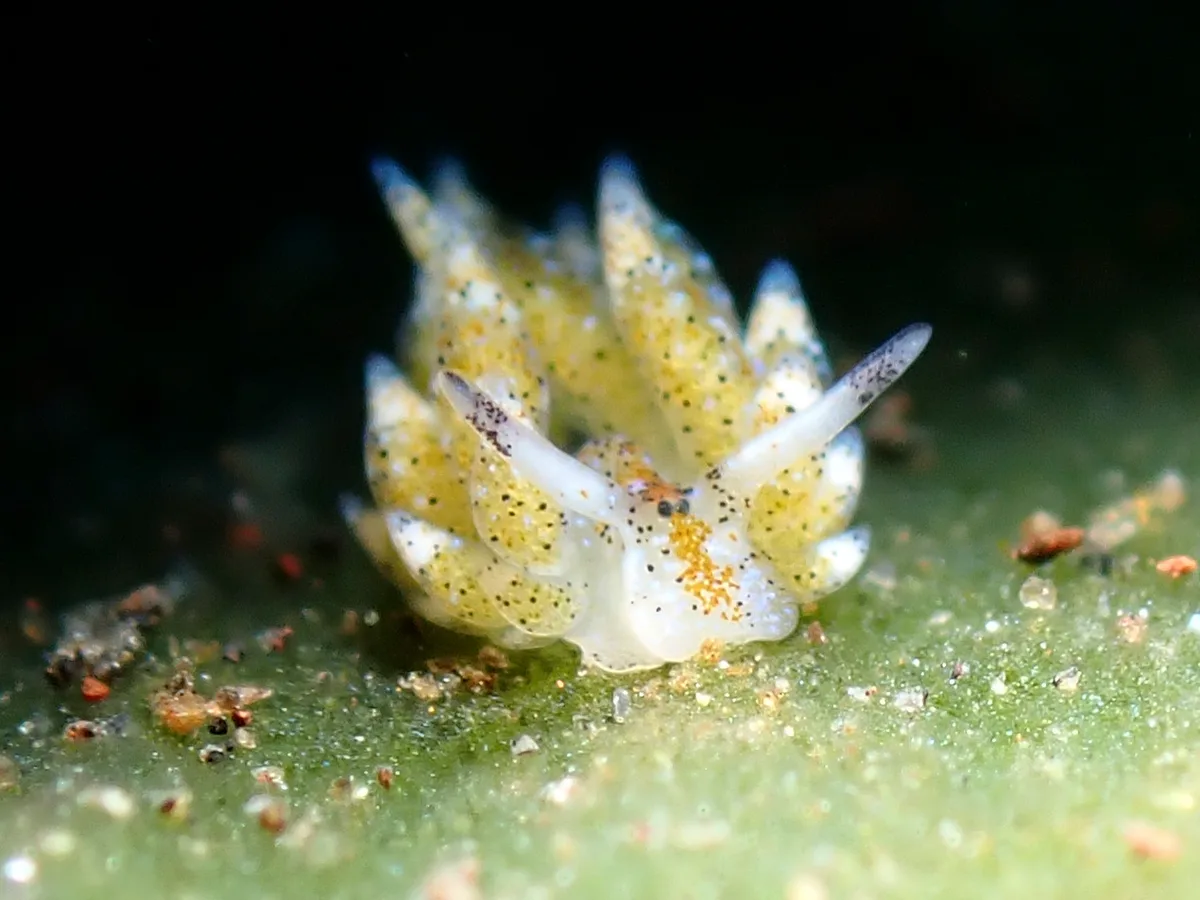 Costasiella kuroshimae - Karang Asem, ID-BA, ID