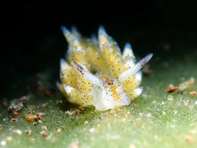 Costasiella kuroshimae - Karang Asem, ID-BA, ID