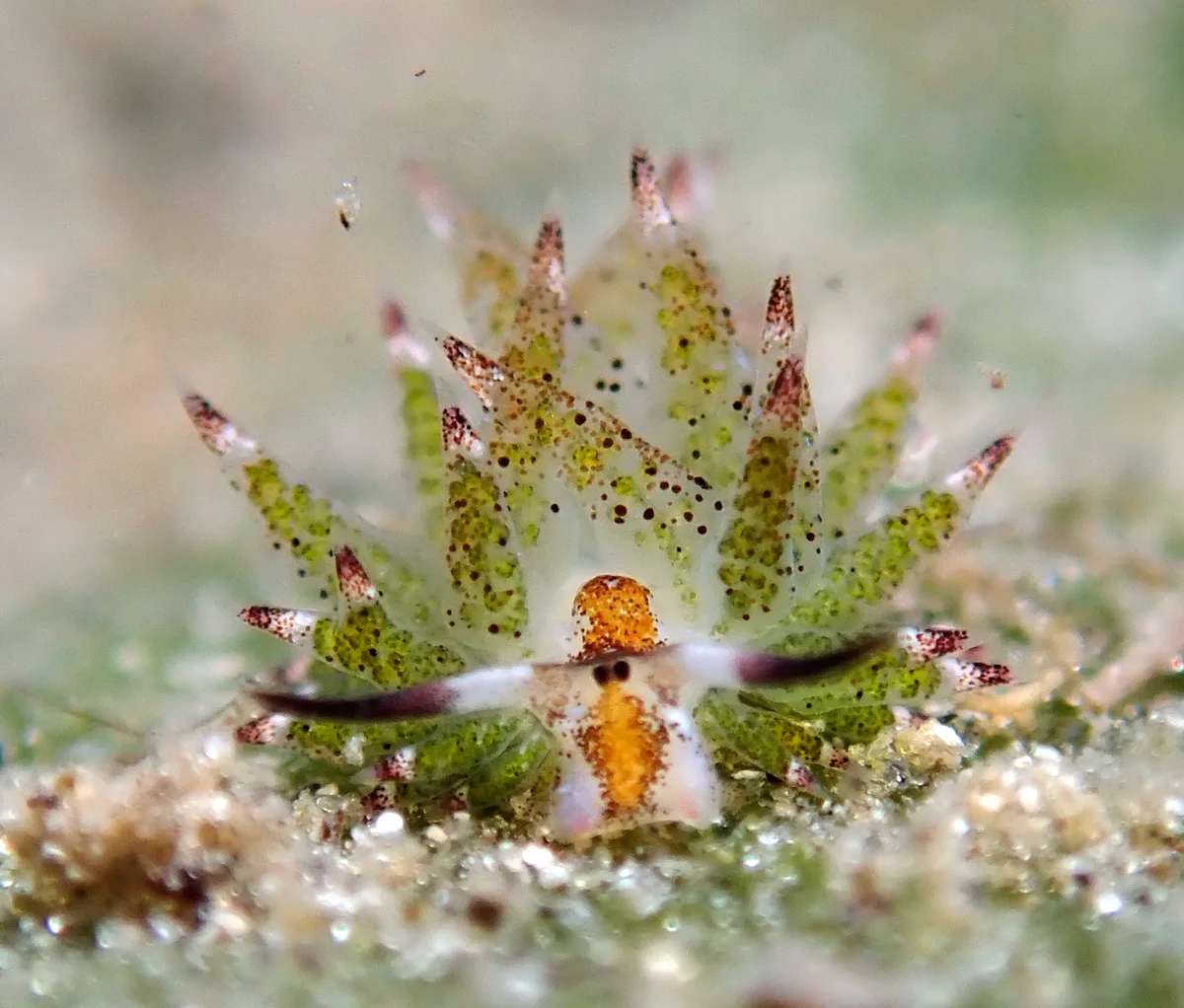 Costasiella kuroshimae - Agnay Pt N, Romblon Island