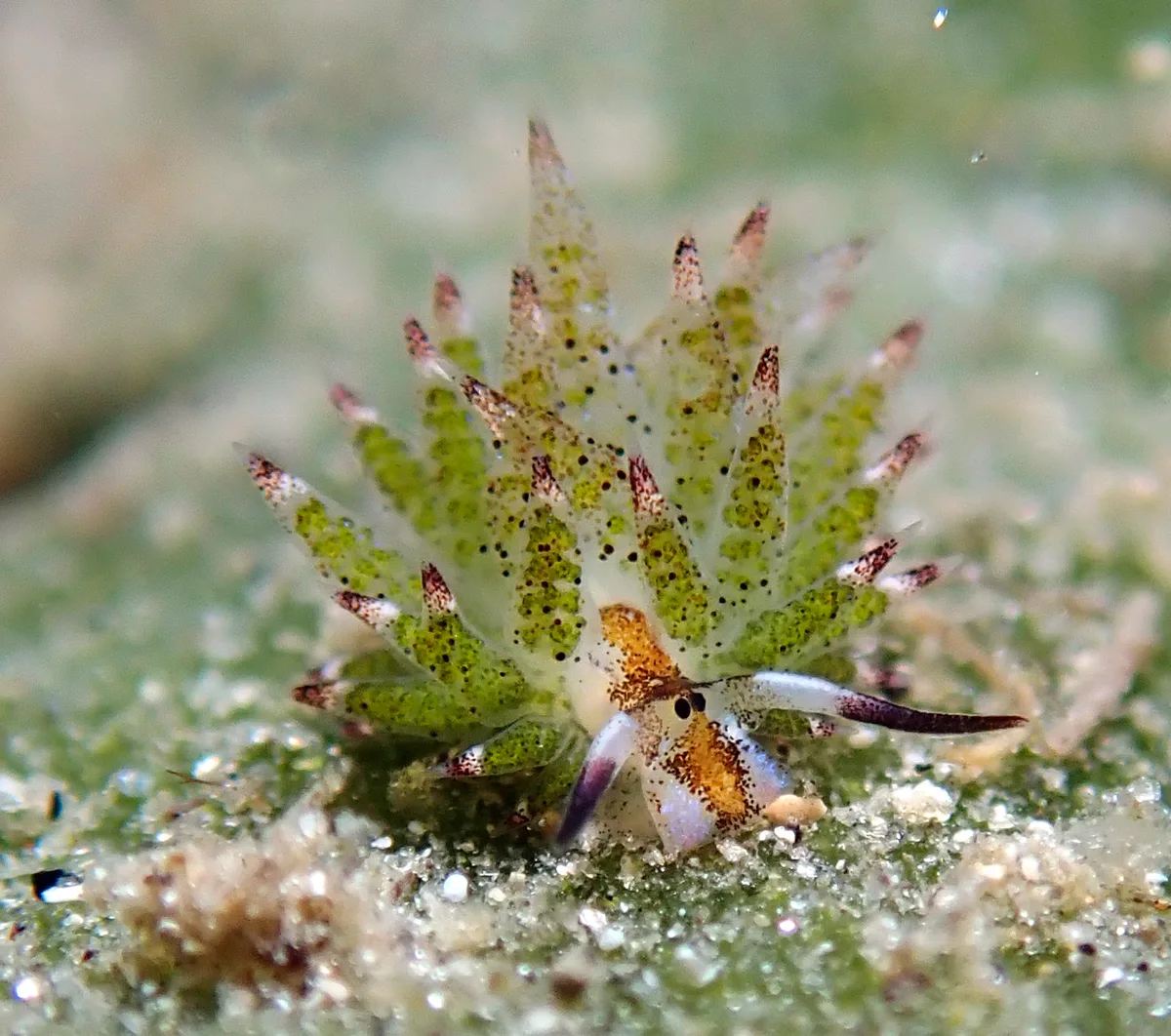 Costasiella kuroshimae - Agnay Pt N, Romblon Island