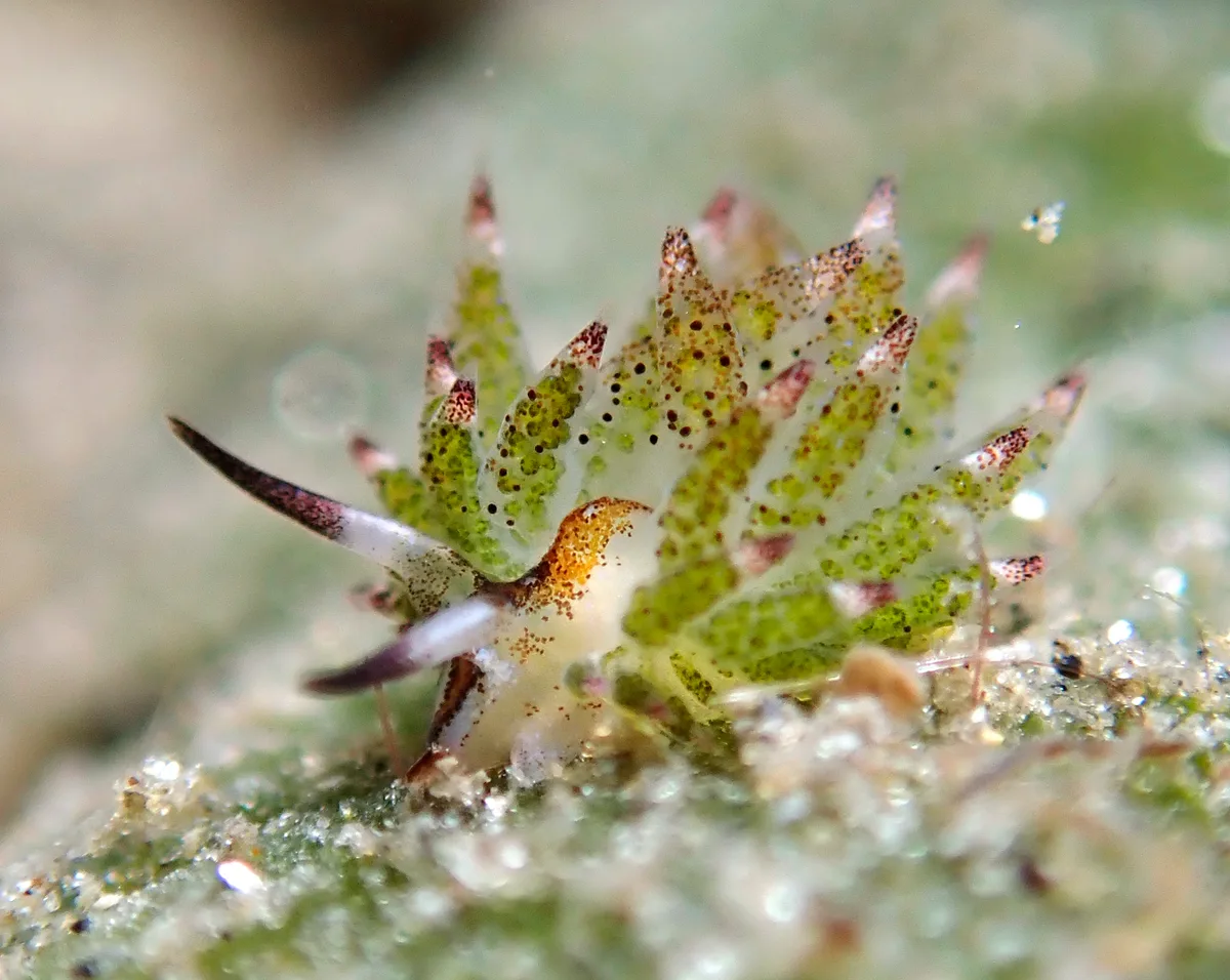 Costasiella kuroshimae - Agnay Pt N, Romblon Island