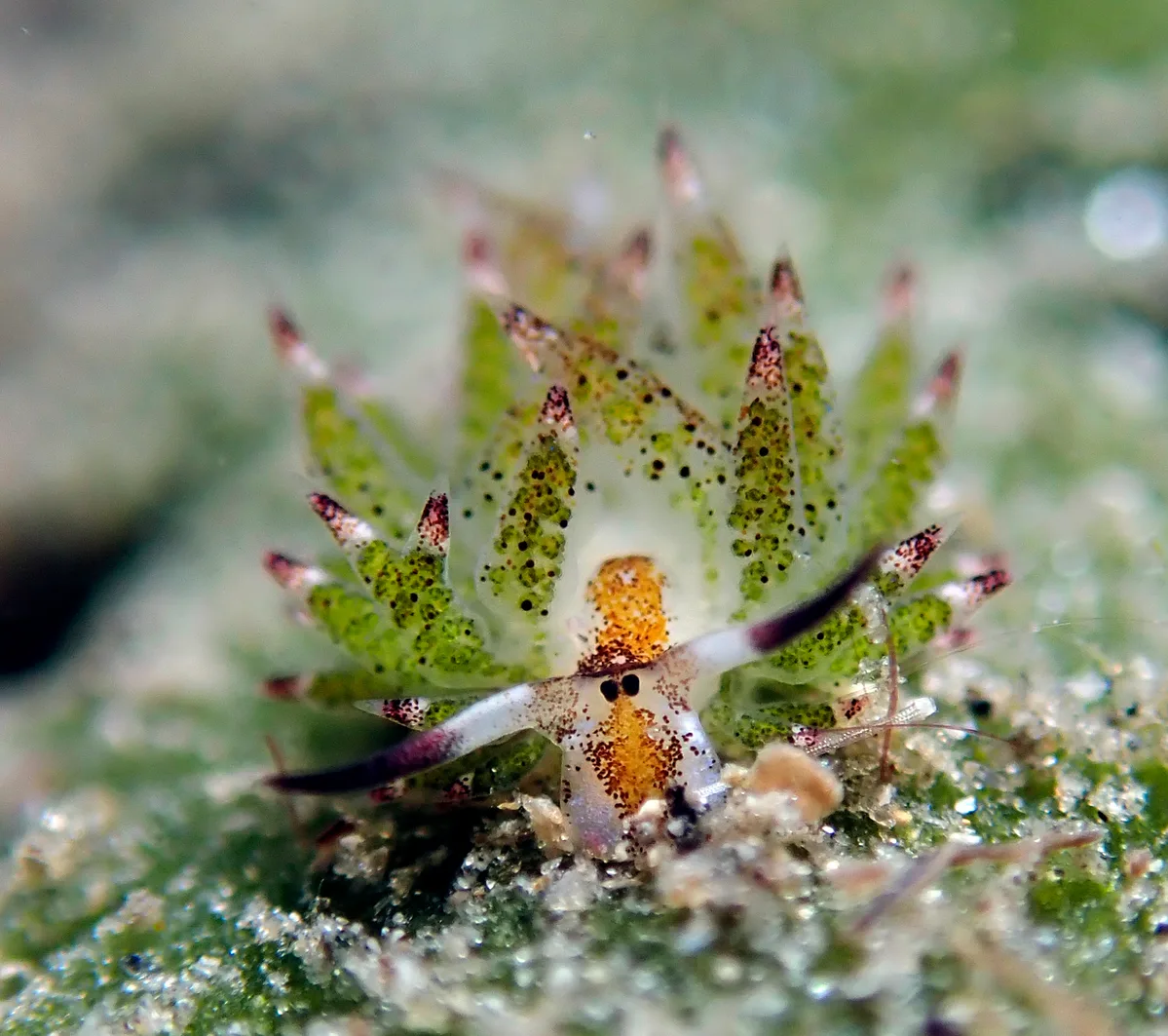 Costasiella kuroshimae - Agnay Pt N, Romblon Island