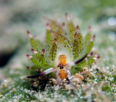 Costasiella kuroshimae - Agnay Pt N, Romblon Island