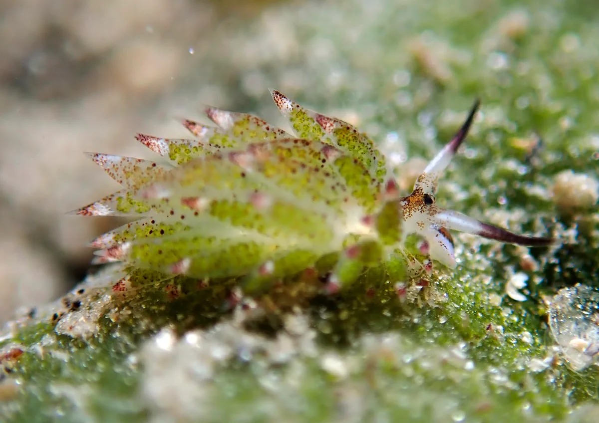 Costasiella kuroshimae - Agnay Pt N, Romblon Island