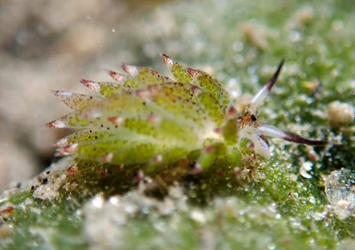 Costasiella kuroshimae - Agnay Pt N, Romblon Island