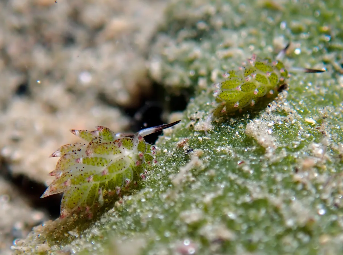 Costasiella kuroshimae - Agnay Pt N, Romblon Island