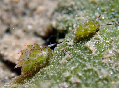 Costasiella kuroshimae - Agnay Pt N, Romblon Island