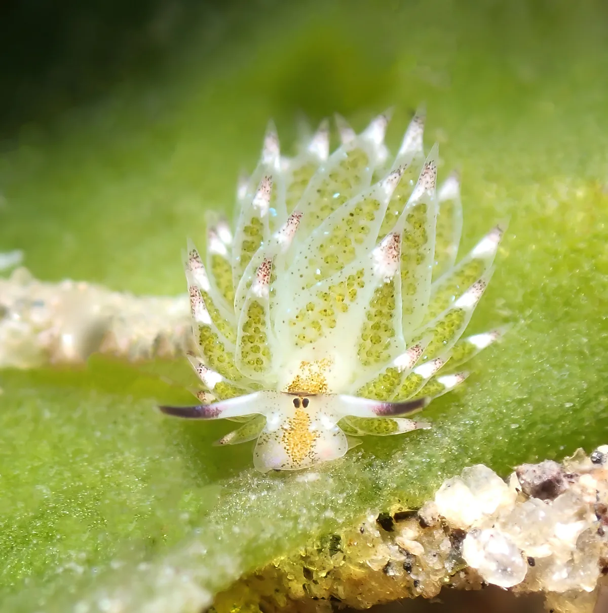 Costasiella kuroshimae - zamboanguita