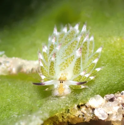 Costasiella kuroshimae - zamboanguita
