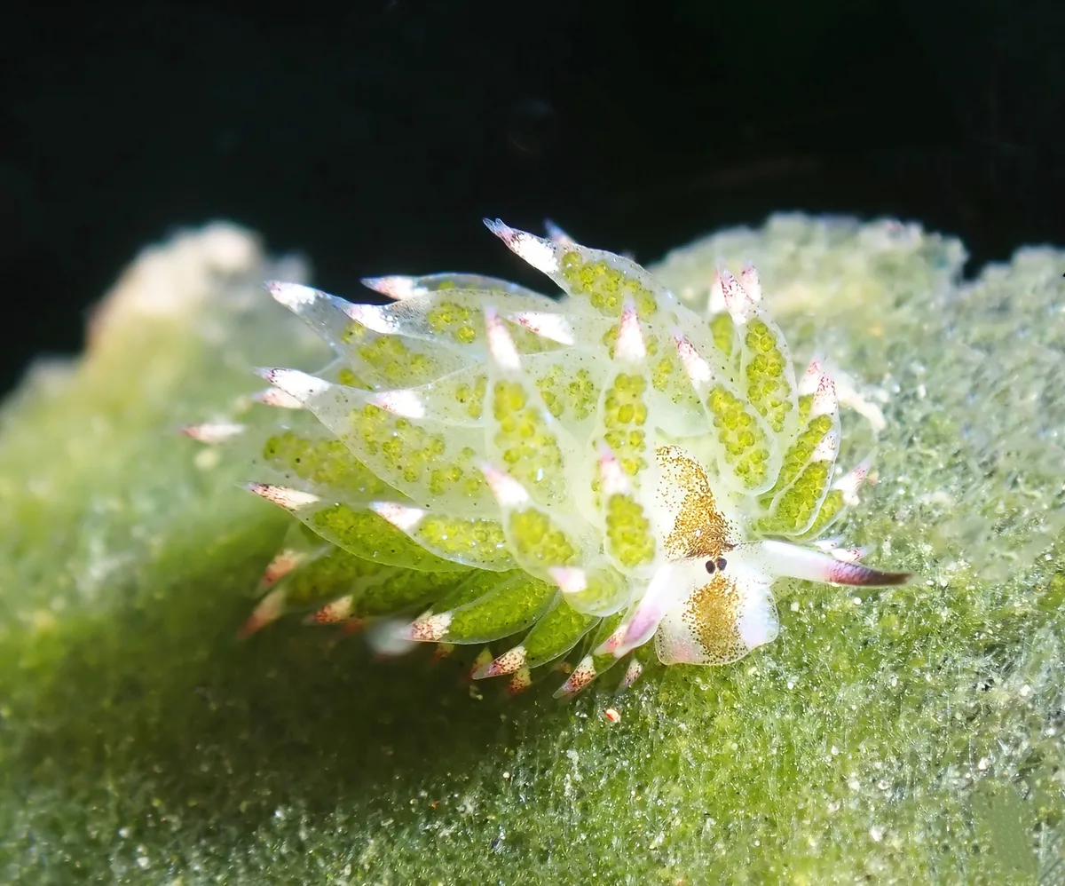Costasiella kuroshimae - zamboanguita