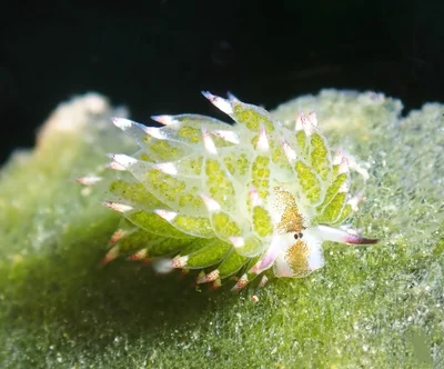 Costasiella kuroshimae - zamboanguita
