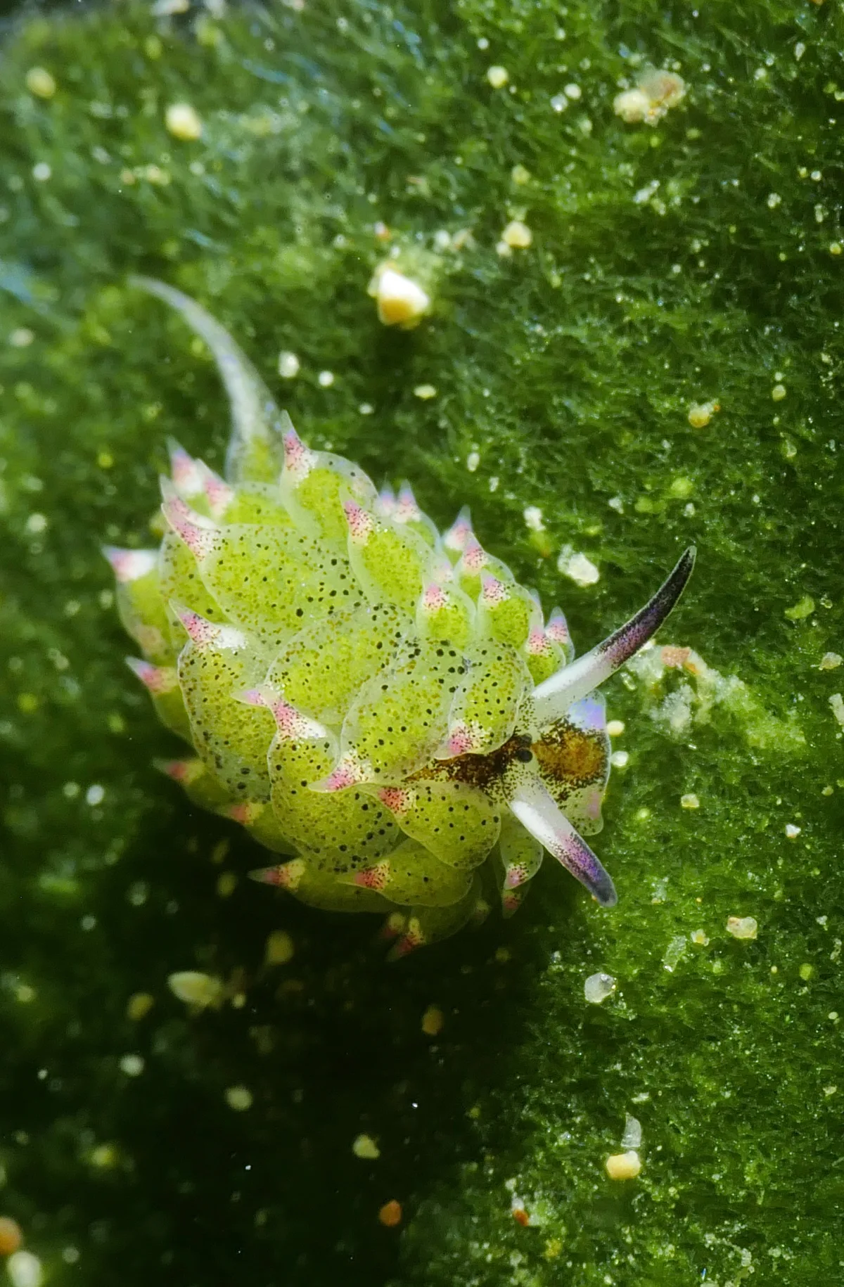 Costasiella kuroshimae - Mabini, Batangas, PH