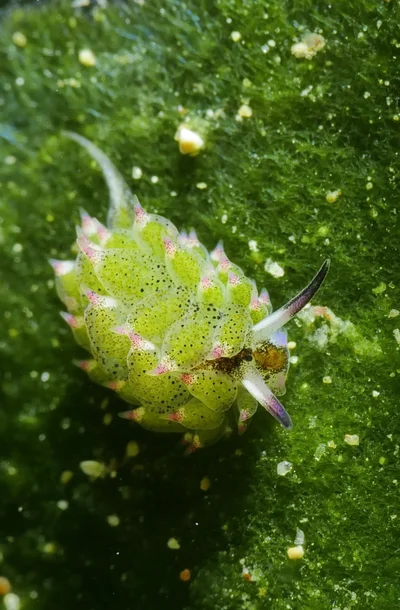 Costasiella kuroshimae - Mabini, Batangas, PH