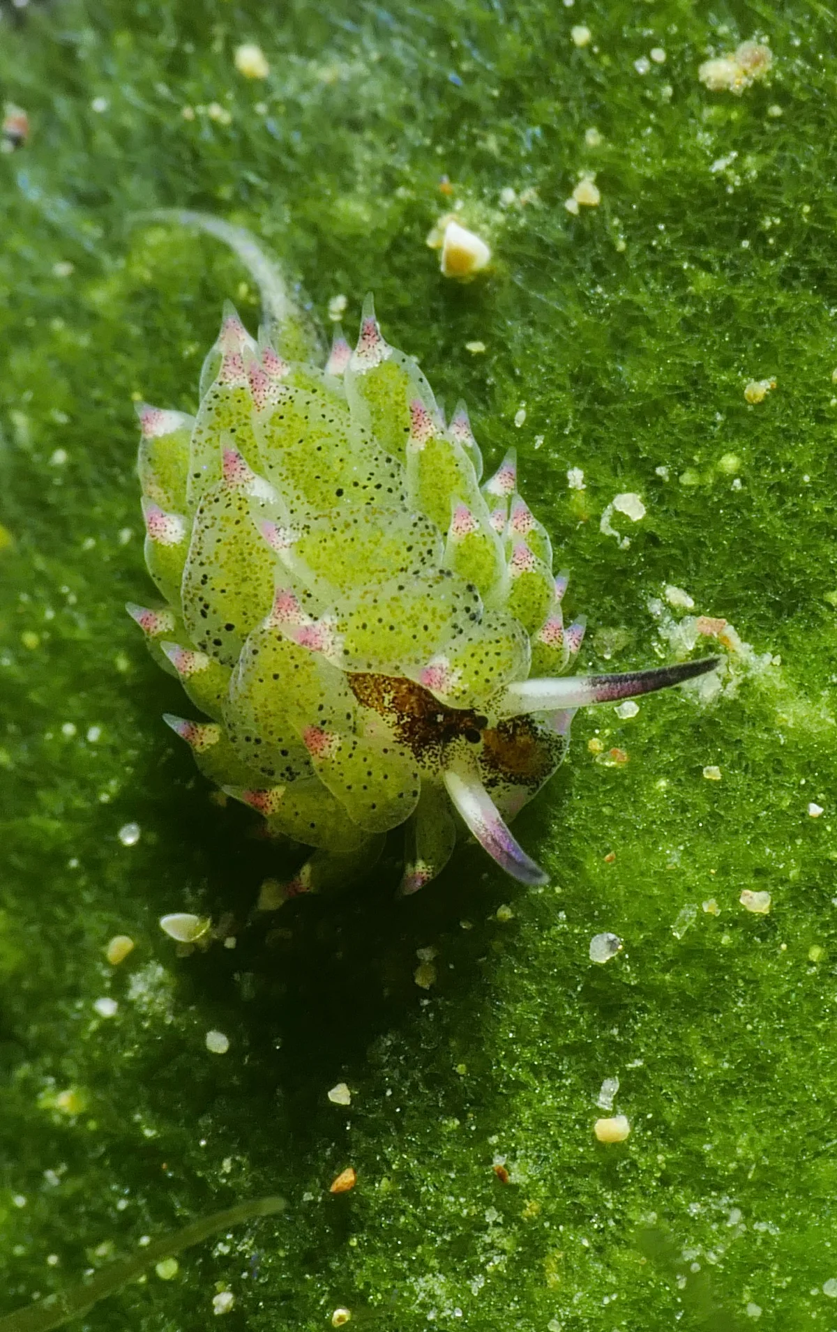 Costasiella kuroshimae - Mabini, Batangas, PH