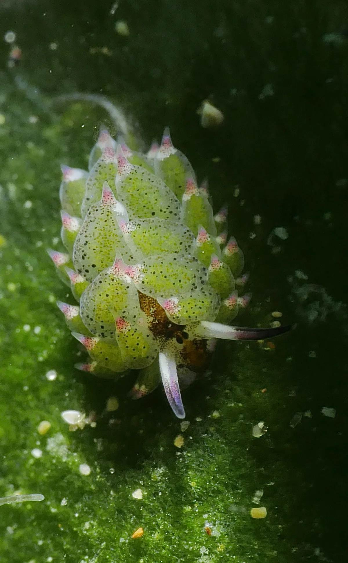 Costasiella kuroshimae - Mabini, Batangas, PH