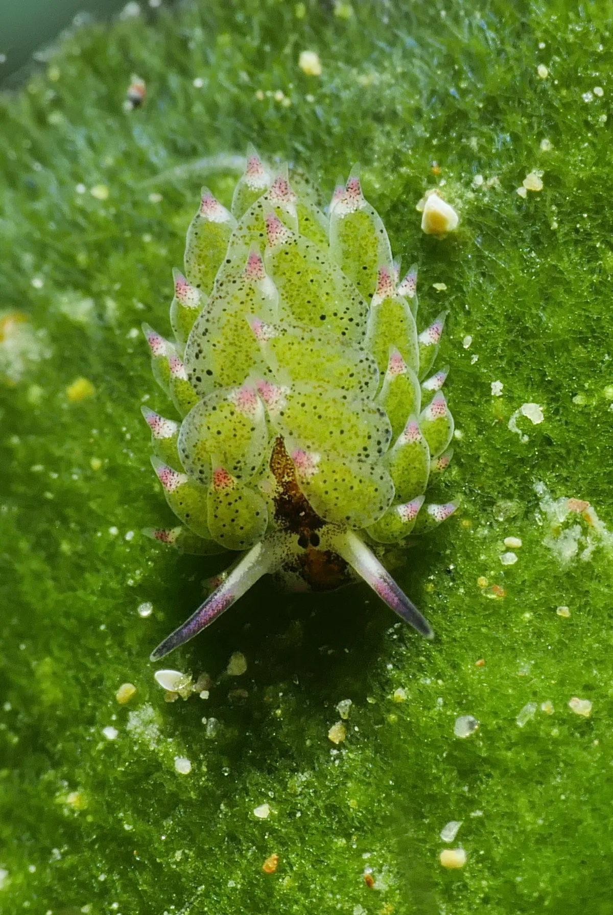 Costasiella kuroshimae - Mabini, Batangas, PH