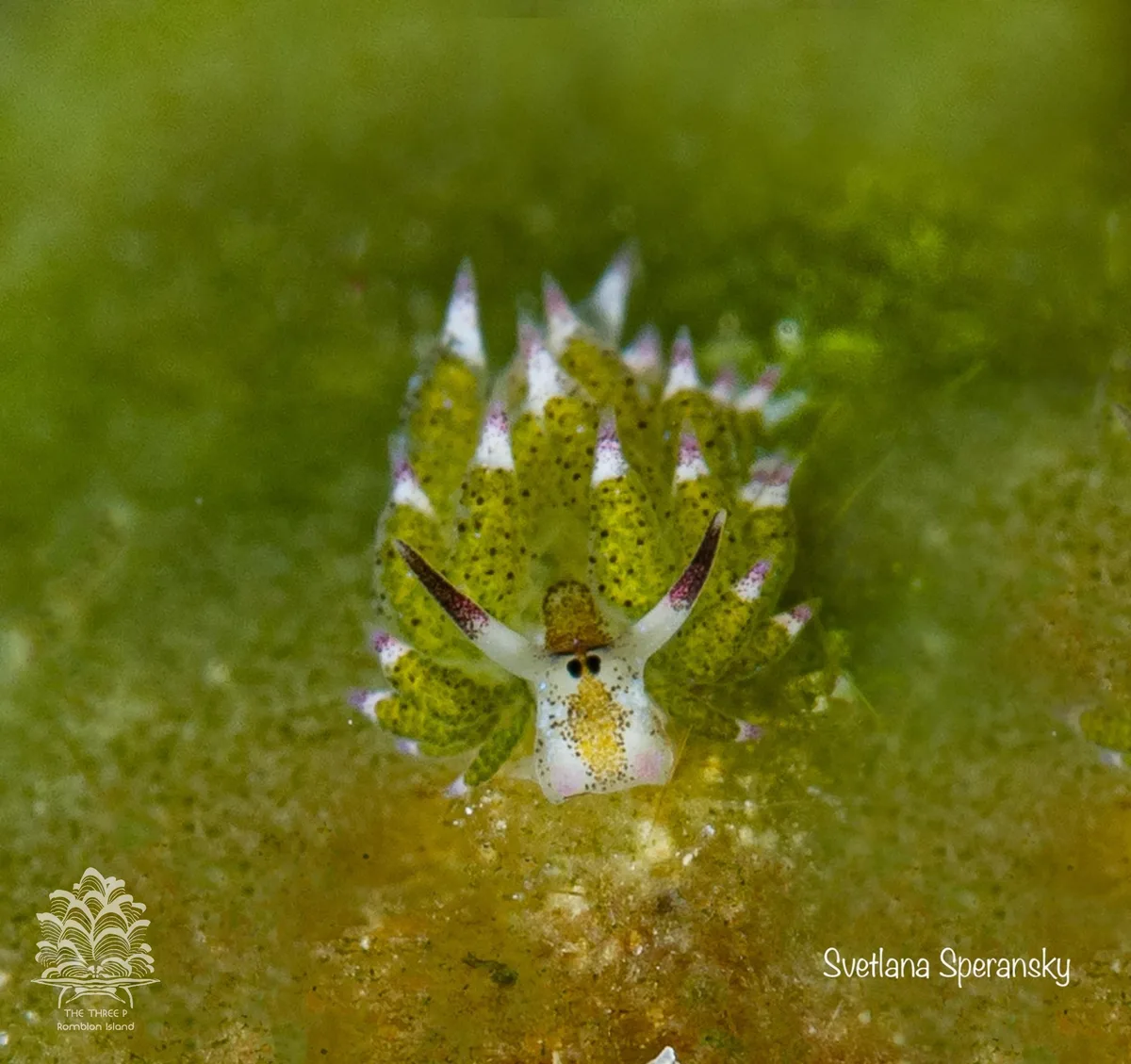 Costasiella kuroshimae - Romblon, PH